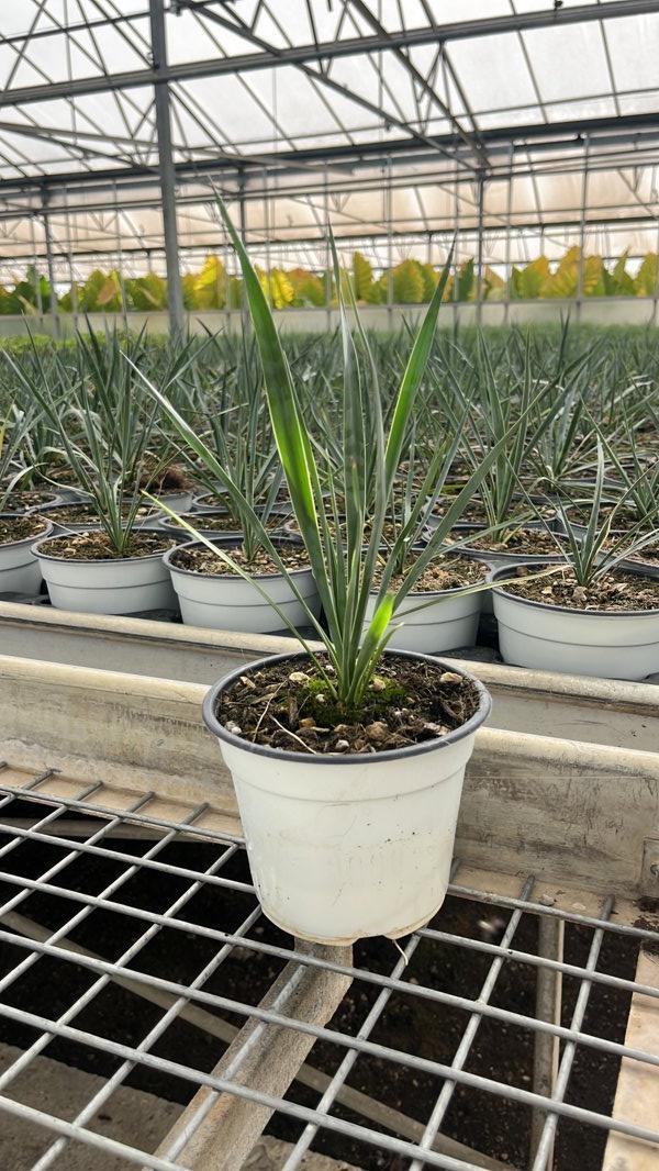YUCCA ROSTRATA yucca blu