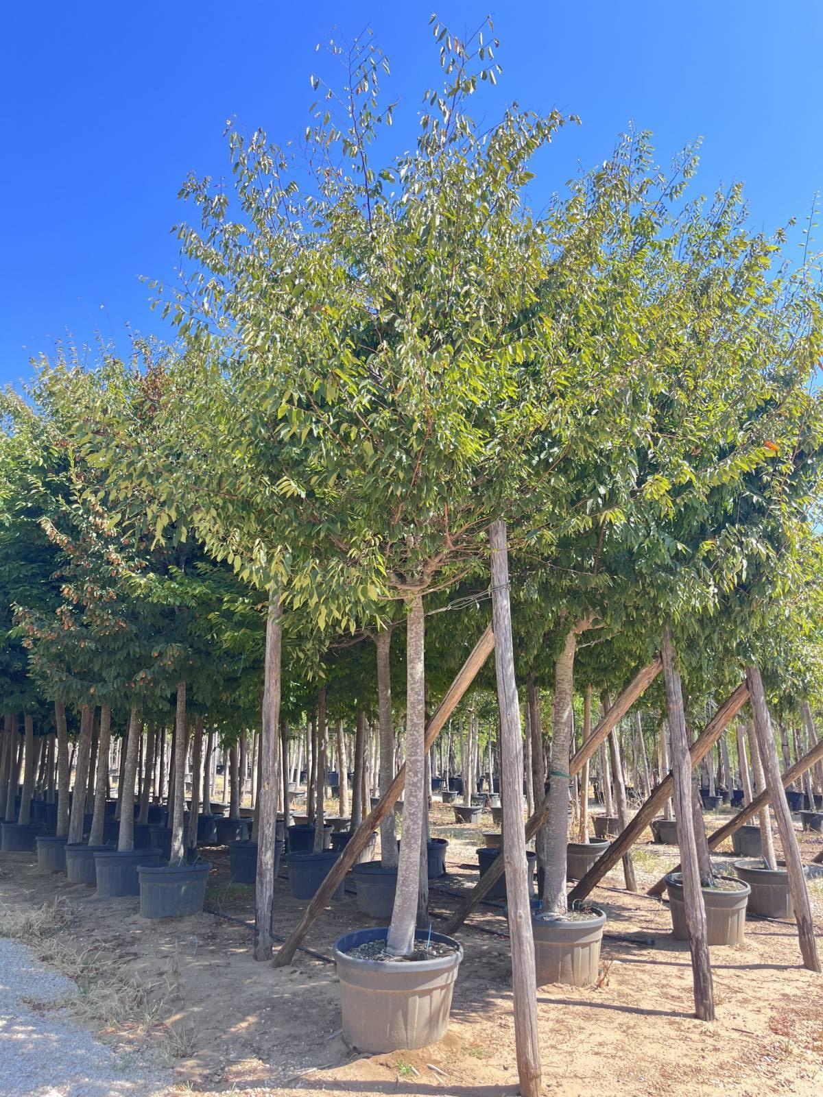 ZELKOVA SERRATA Zelkova giapponese
