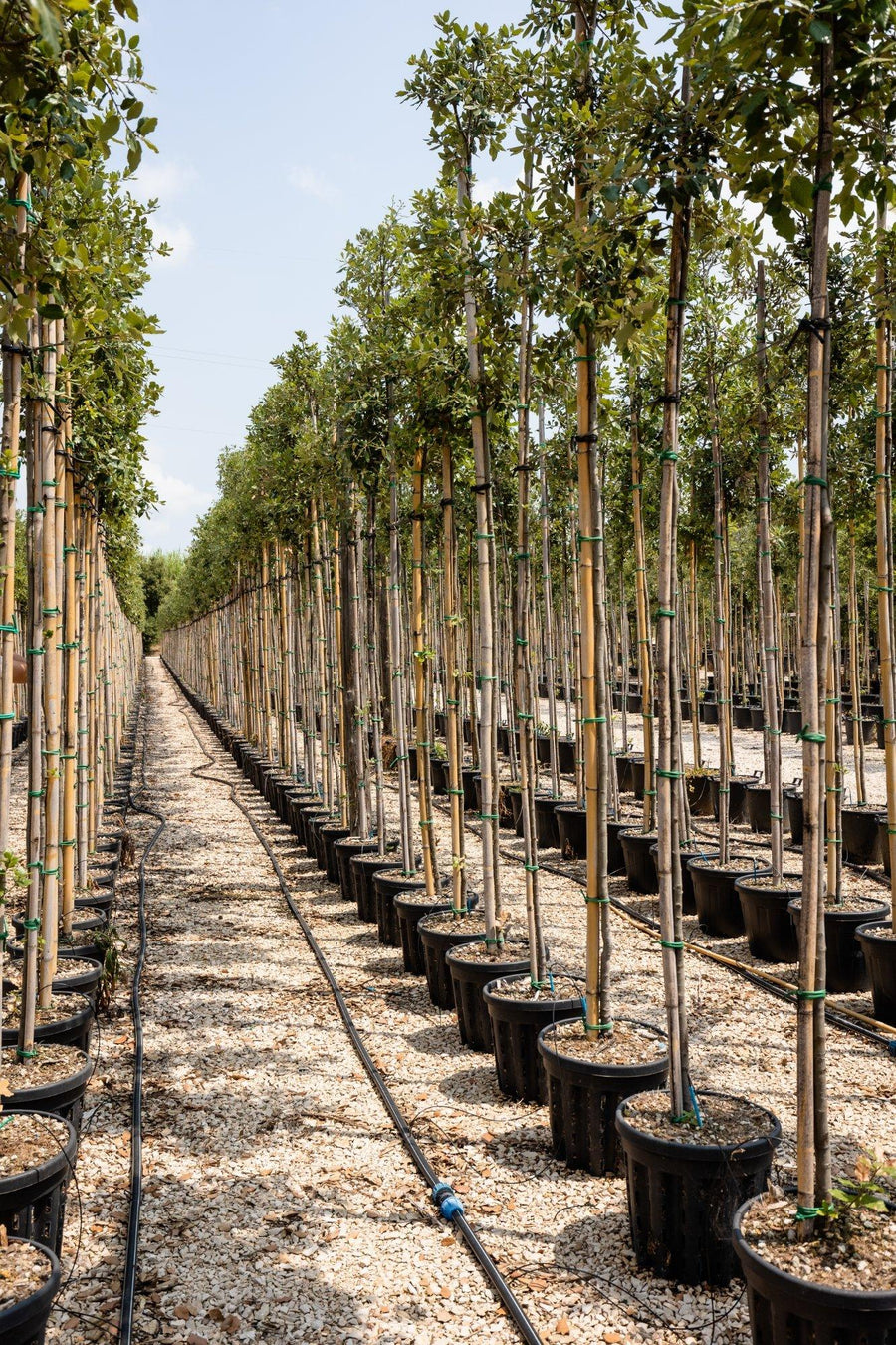 Filare di giovani alberi