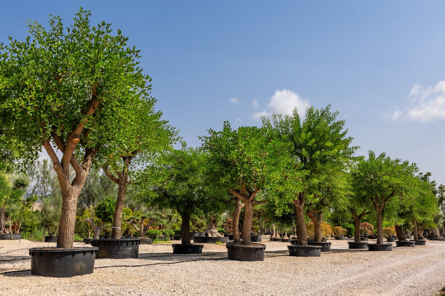 Alberi di Erythrina crista-galli