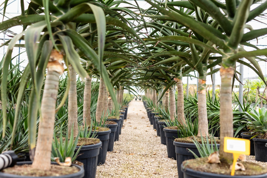 Aloe arborescenti