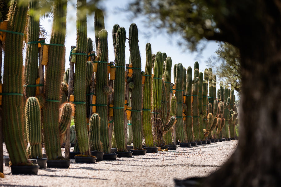 Cactus colonnari