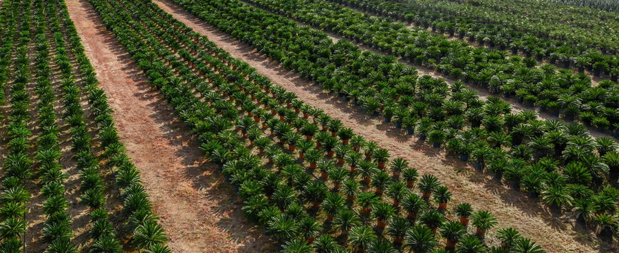 Filari di cycas