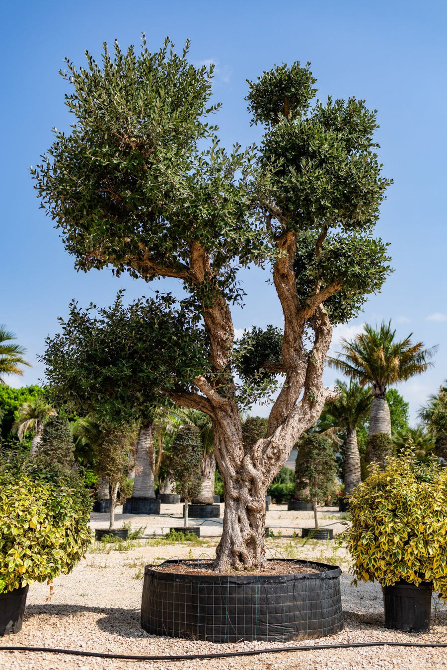 Esemplare a chioma modellata