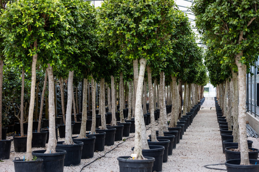 Ficus in serra