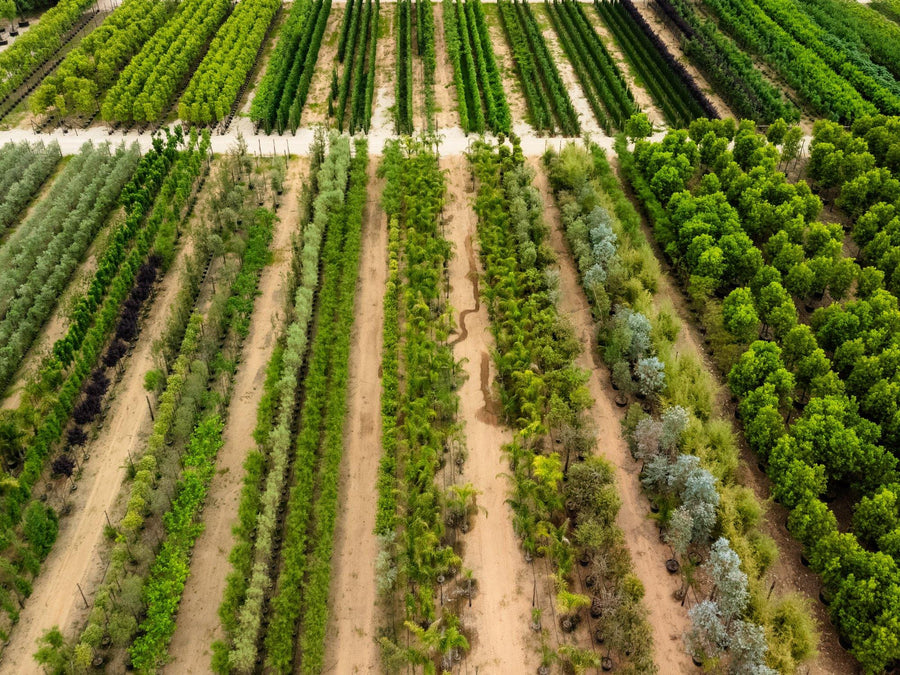 Filari in produzione