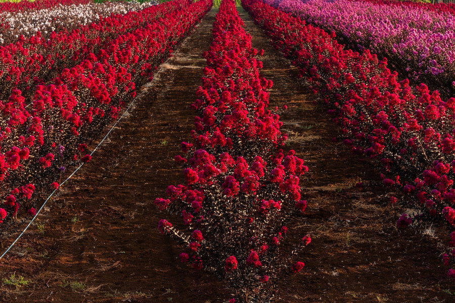 Filari di Lagerstroemia