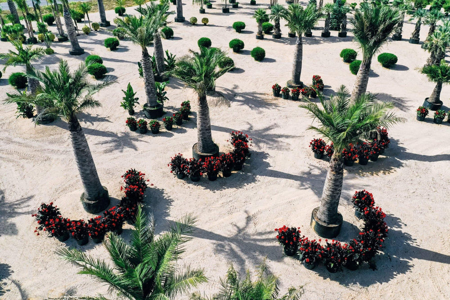 Palme e composizioni fiorite