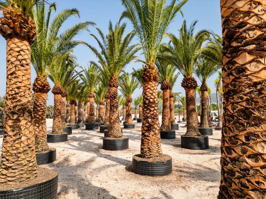 Phoenix canariensis
