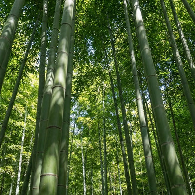Bambù