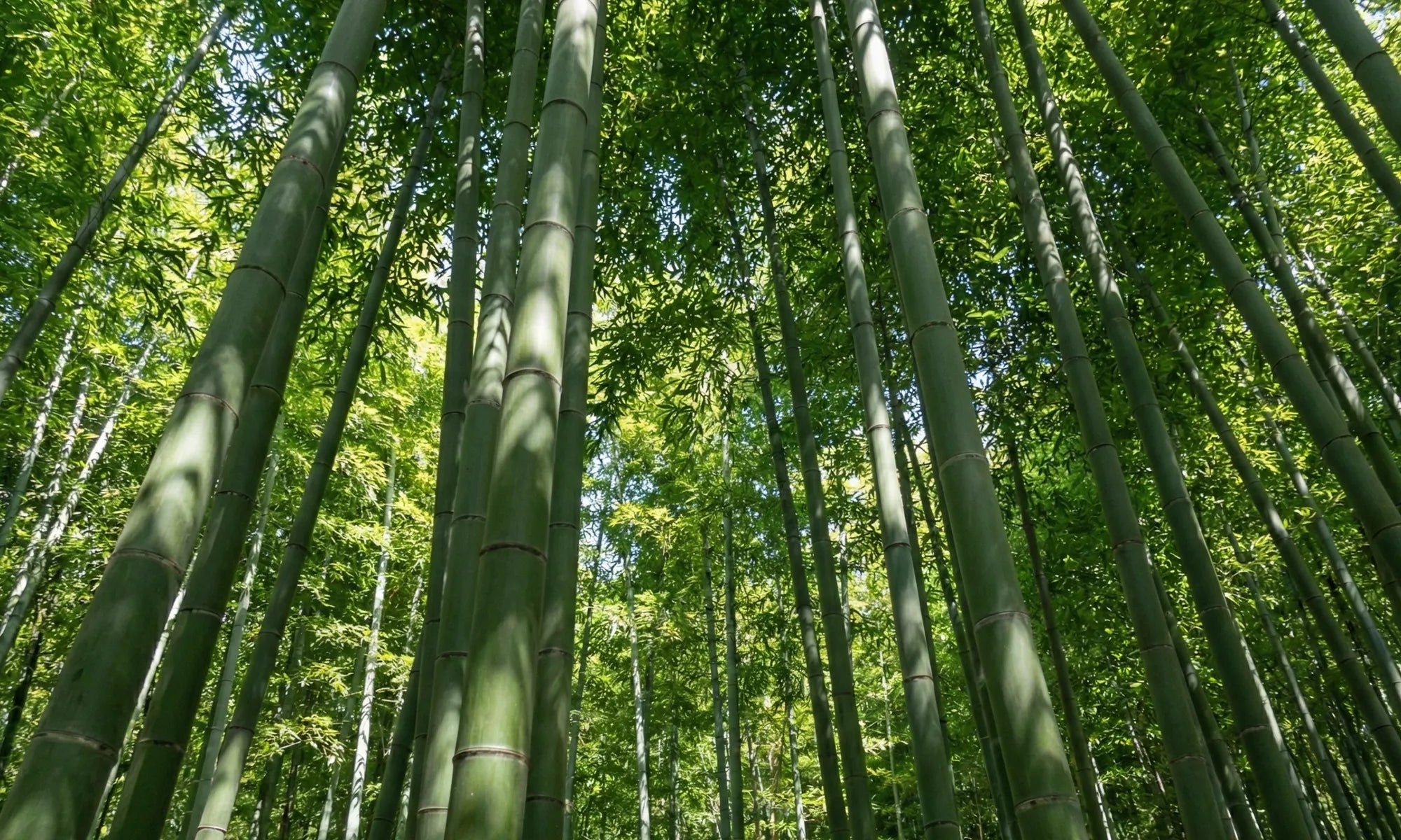 Bambù