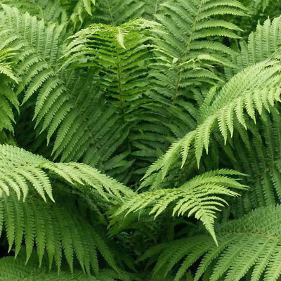 Felci
