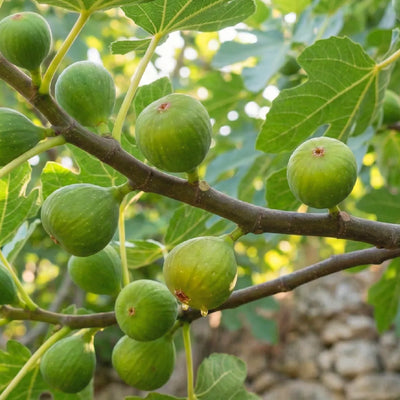 Fruttiferi