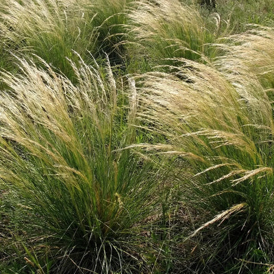 Graminacee