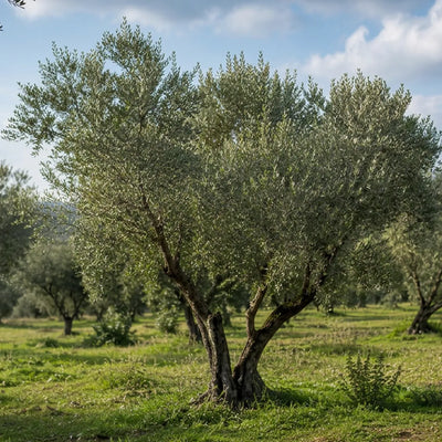 Olivi