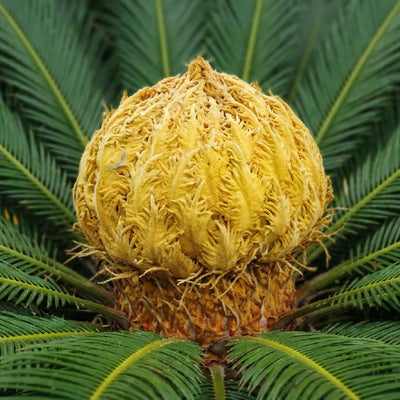 Palmacee e cycadaceae