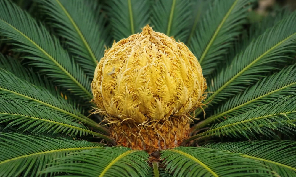 Palmacee e cycadaceae