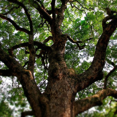 Sempreverde