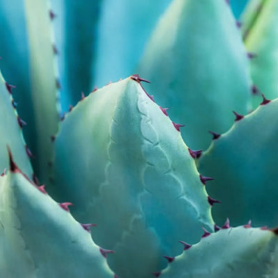 Succulente