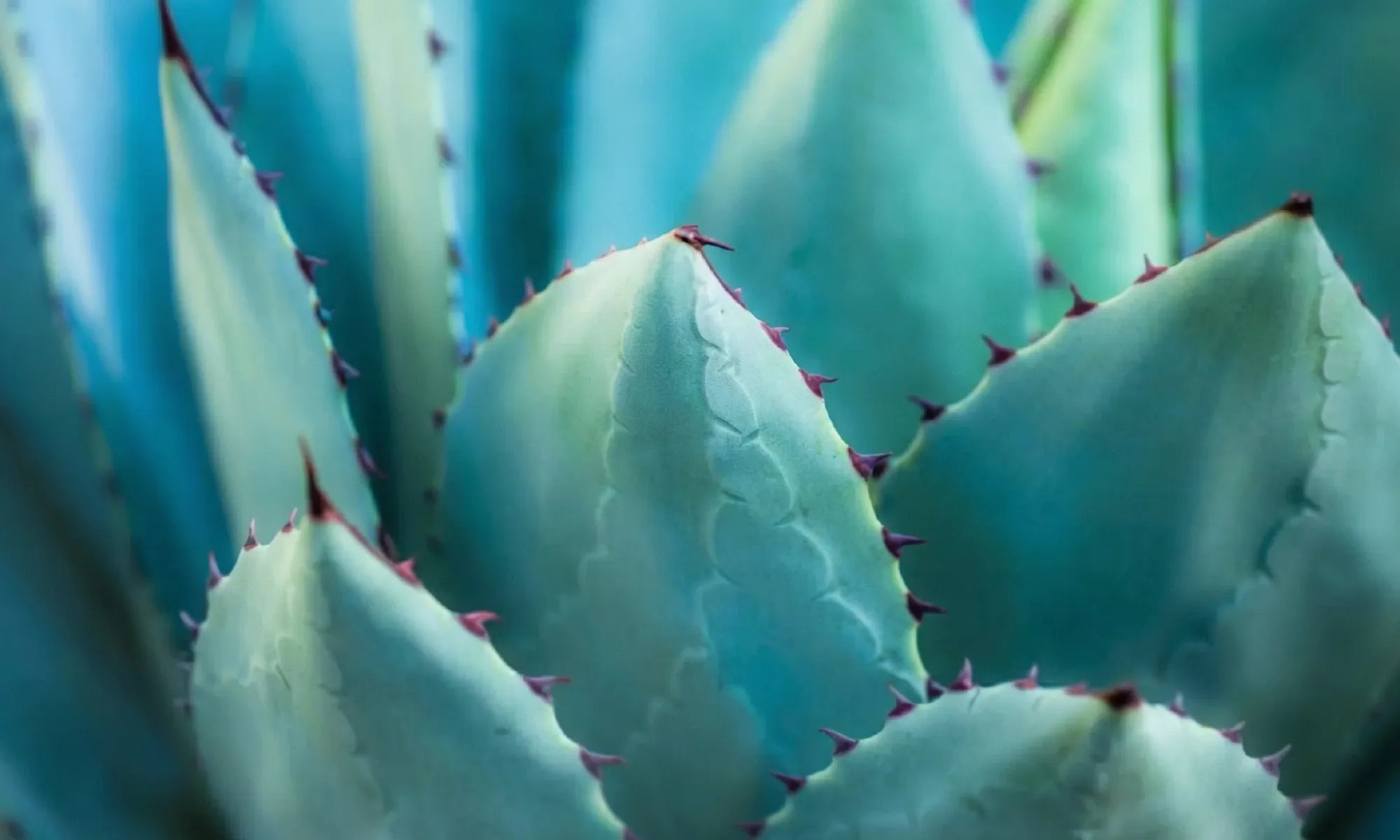 Succulente