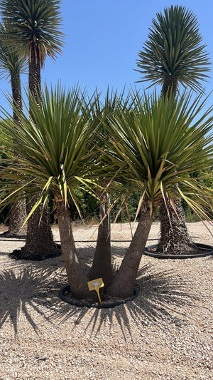 YUCCA MIXTECANA