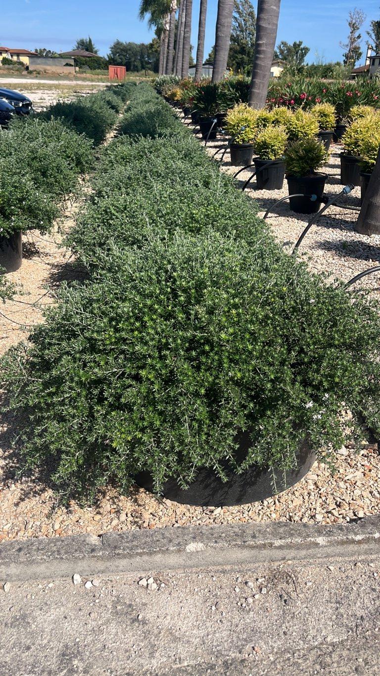 WESTRINGIA FRUTICOSA