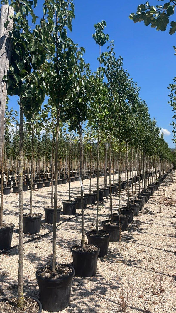 PYRUS CALLERYANA CHANTICLEER