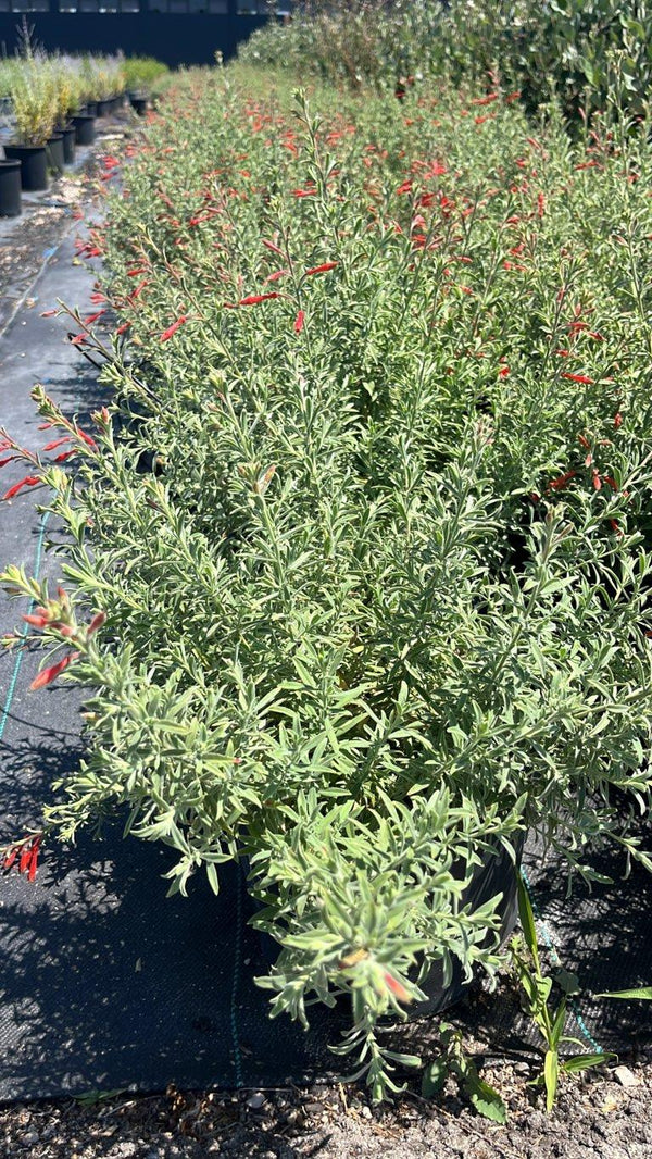 EPILOBIUM CANUM