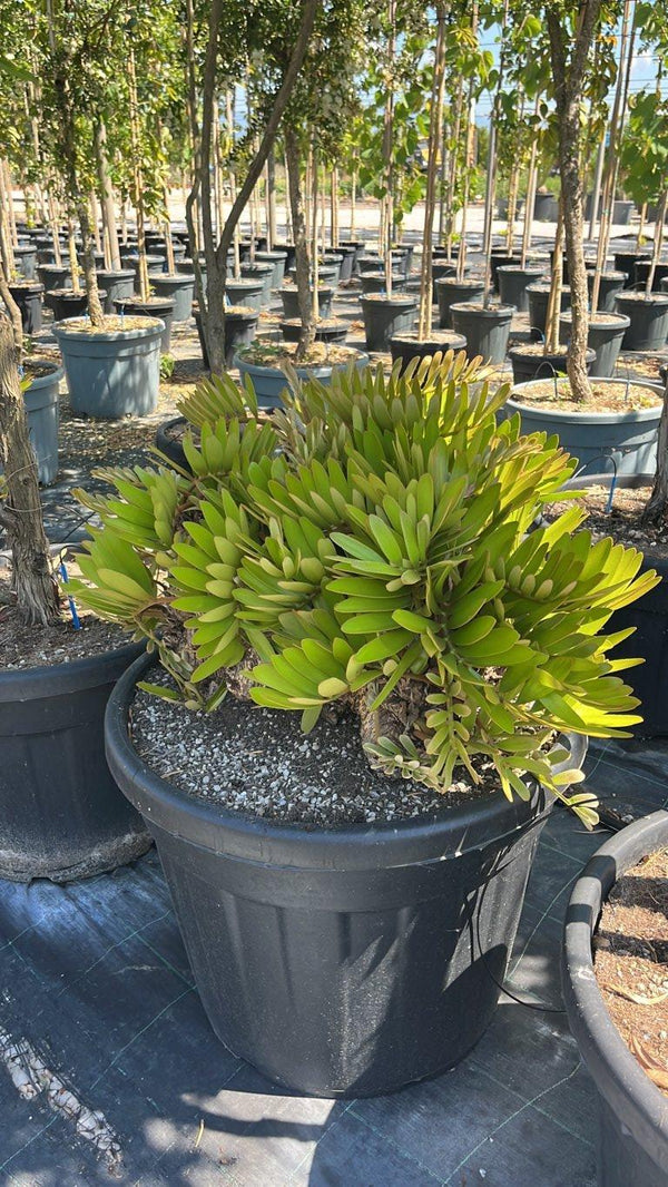 ZAMIA FURFURACEA