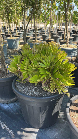 ZAMIA FURFURACEA