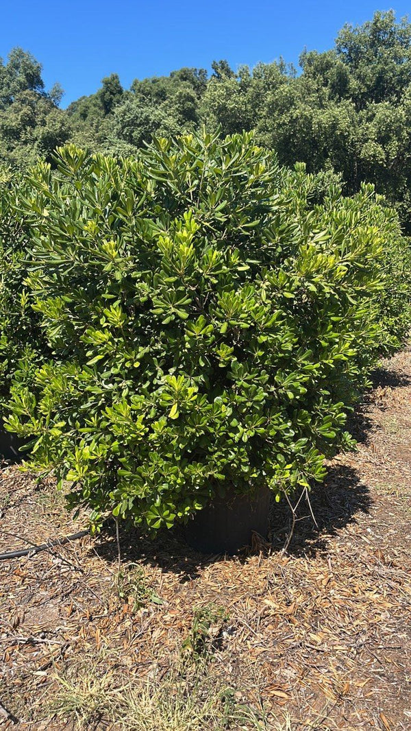 PITTOSPORUM TOBIRA