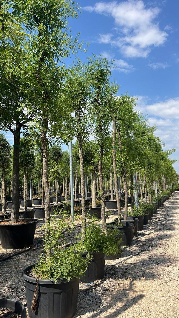 ZIZIPHUS JUJUBA