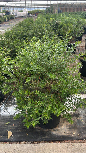 MYRTUS COMMUNIS NERO