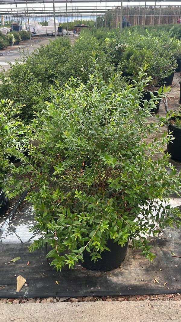 MYRTUS COMMUNIS NERO