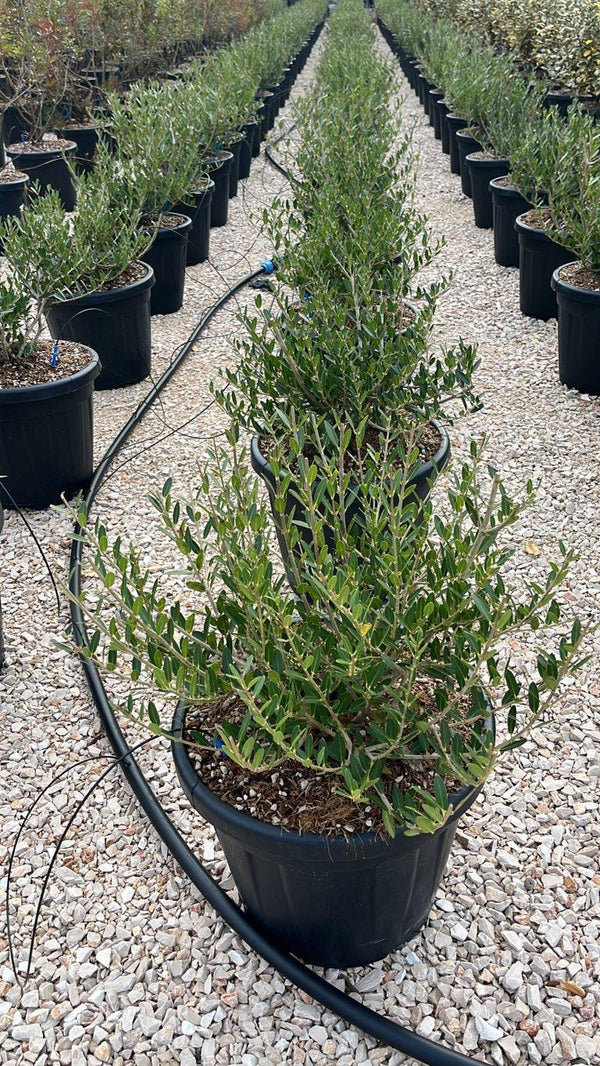 PHYLLIREA ANGUSTIFOLIA