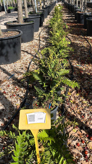 DRYOPTERIS FILIX MAS