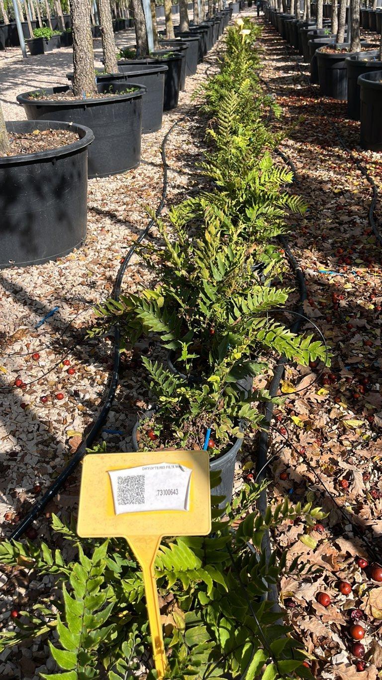 DRYOPTERIS FILIX MAS