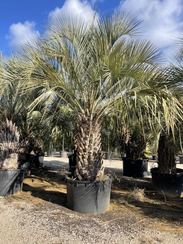 BUTIA CAPITATA