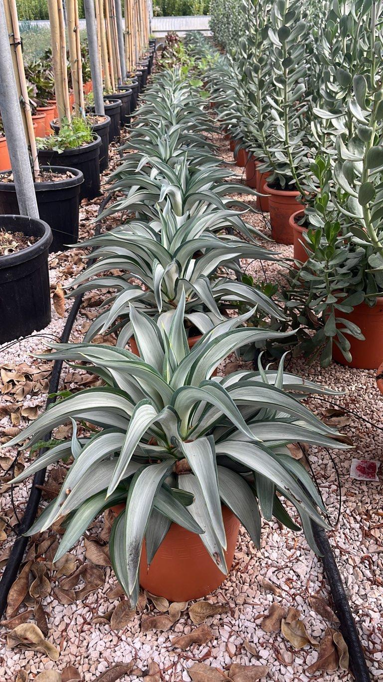 AGAVE SILVER STAR