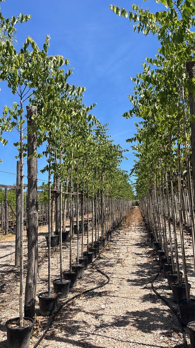 CELTIS AUSTRALIS