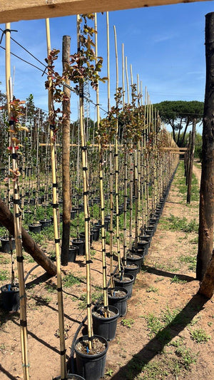 LAGERSTROEMIA INDICA DINAMITE