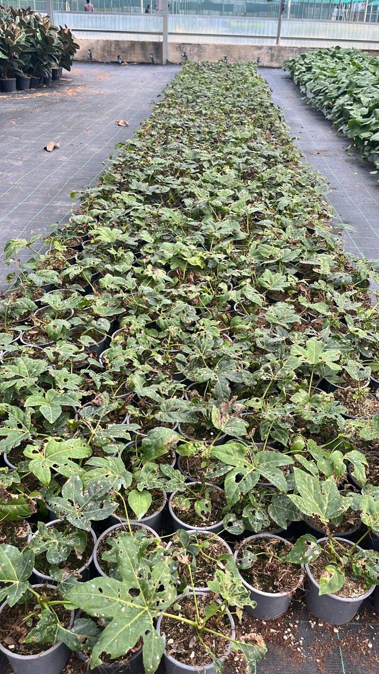FATSIA JAPONICA