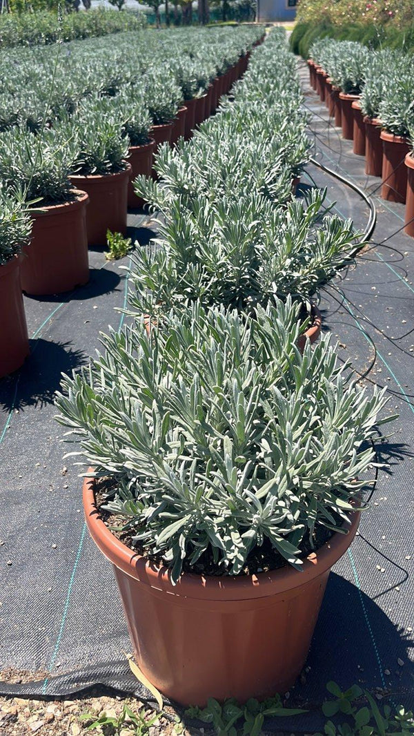 LAVANDULA ANGUSTIFOLIA