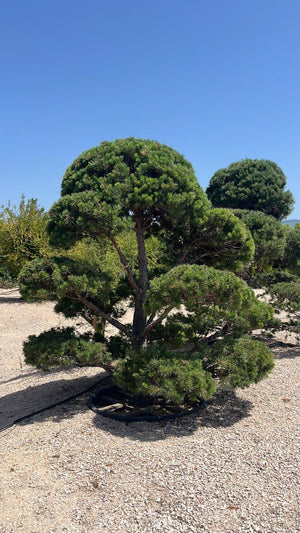 PINUS SYLVESTRIS