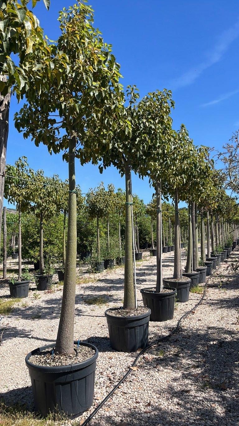 BRACHYCHITON JERILDERIE