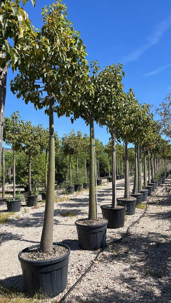 BRACHYCHITON JERILDERIE