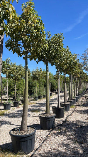 BRACHYCHITON JERILDERIE