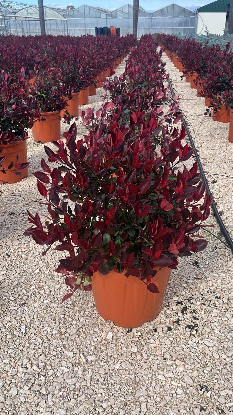 PHOTINIA X FRASERI LITTLE RED ROBIN