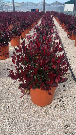 PHOTINIA X FRASERI LITTLE RED ROBIN