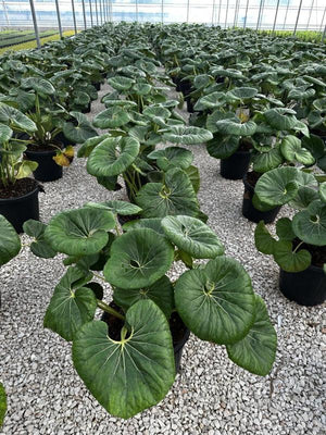 FARFUGIUM JAPONICUM